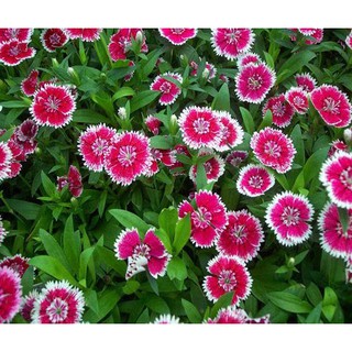 Cẩm Chướng (Cẩm Nhung) - Chậu Hoa Treo
