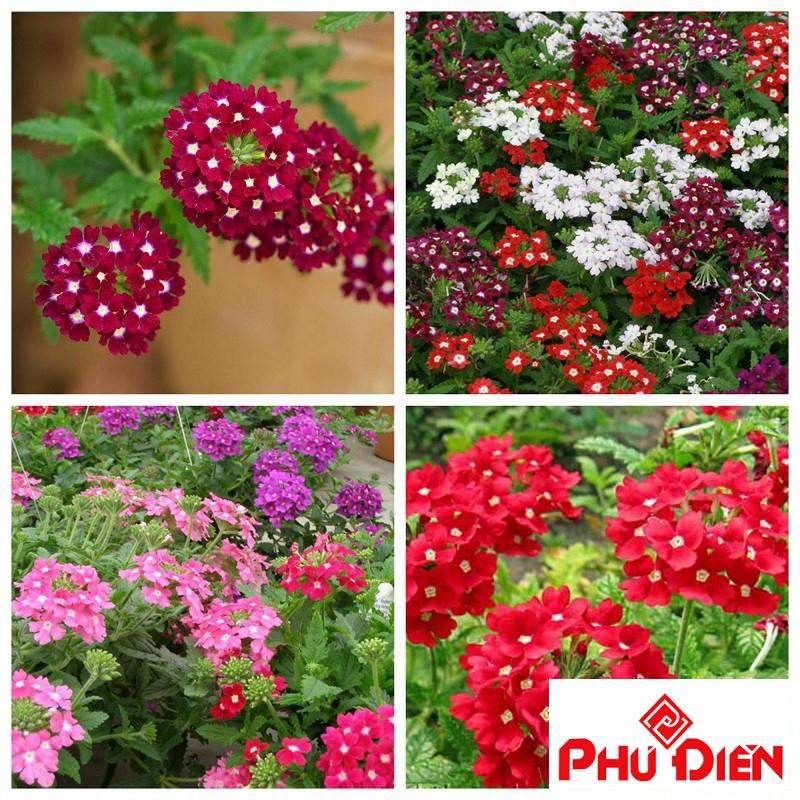 Hạt giống  hoa cúc in do (cúc vân anh) (50 hạt)  PHÚ ĐIỀN