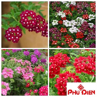 Hạt giống hoa cúc in do phú điền