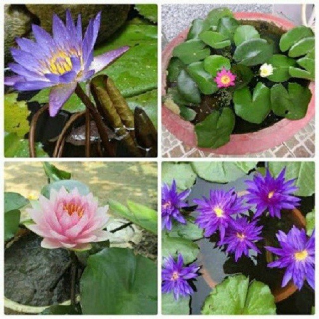5 Hạt giống hoa súng mini Nhật mix