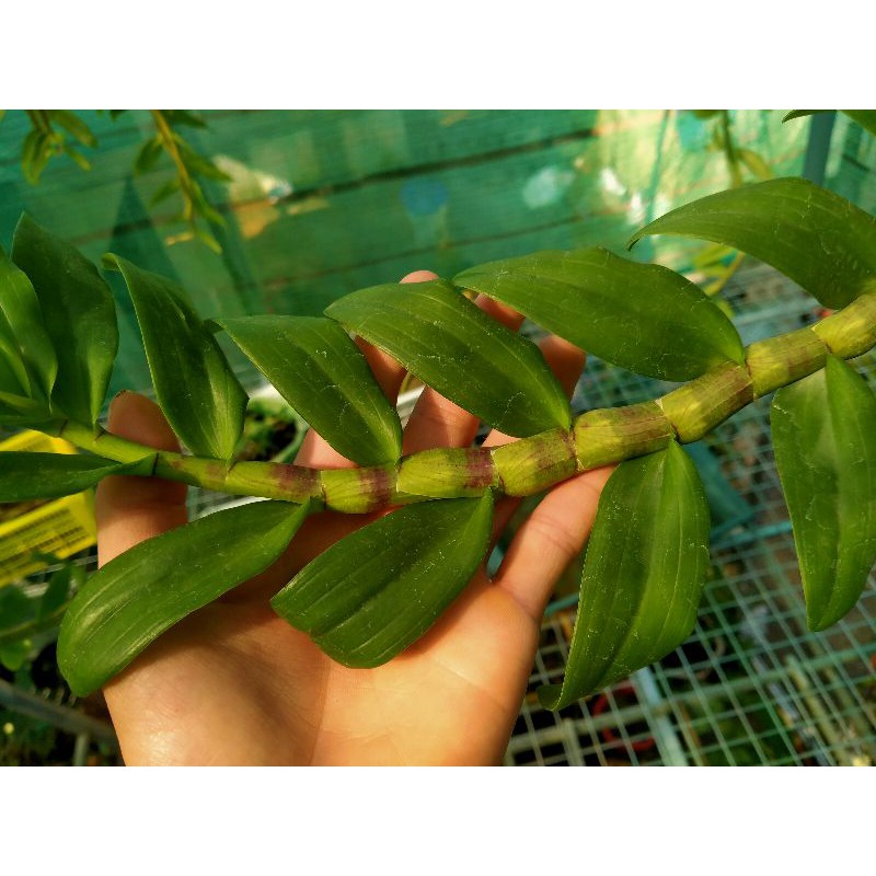 Phân bón cho lan, cây cảnh vua phong lan