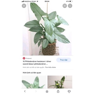 cây trầu bà kiếm bạc-Philodendron hastatum (chậu lớn)