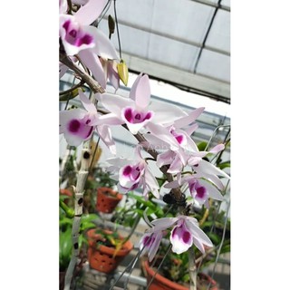 Ki phi điệp, giả hạc ám mắt trâu