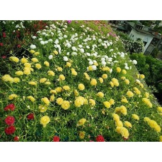 Hoa mười giờ các màu 50k/kg (cành hoa)