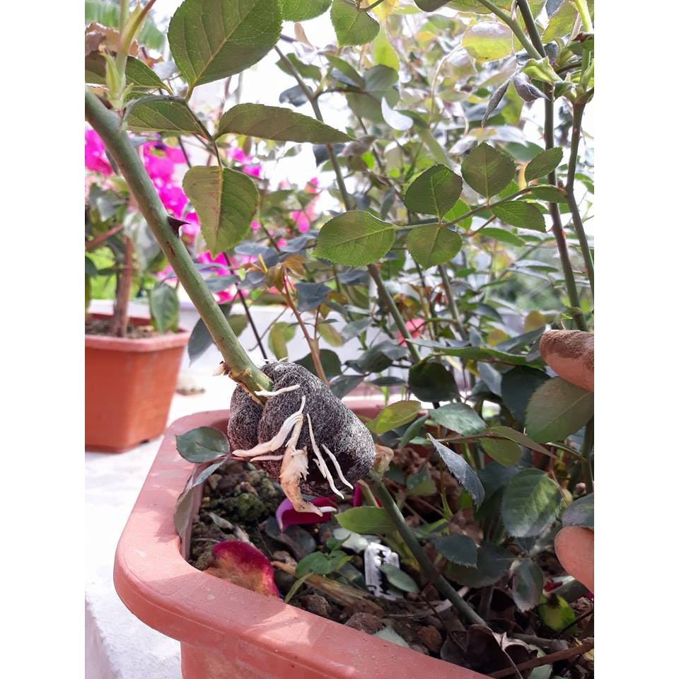 Bộ 200 VIÊN NÉN ƯƠM HẠT TIỆN LỢI, DỄ SỬ DỤNG (200 Viên)