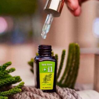 Serum tràm trà