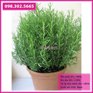 Hạt giống cây hương thảo
