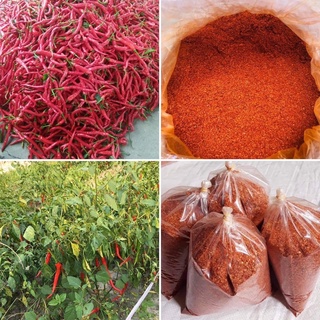 Ớt Siêu cay