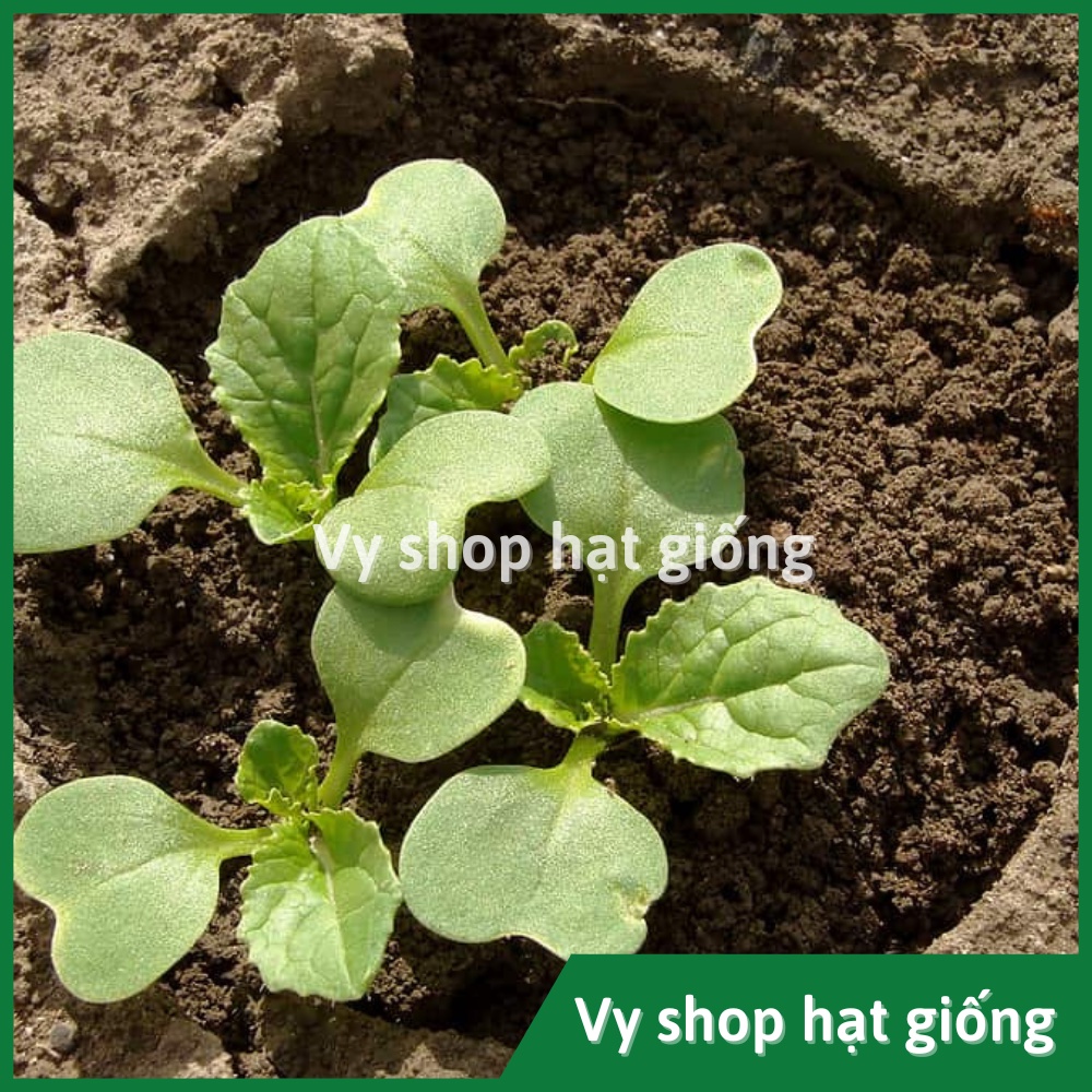 Hạt giống rau cải bẹ dúm  Thái Lan gói 2100 hạt