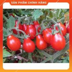 HẠT GIỐNG CÀ CHUA LÊ ĐỎ GÓI 30H
