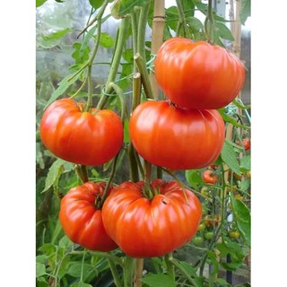 Combo 4 gói cà chua các loại (cà chua khổng lồ+ cà chua trái tim + cà chua bi dây đỏ + vàng)