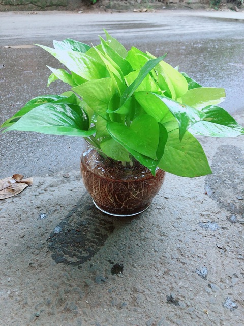 Trầu Bà Thái Vàng Trồng Thuỷ Sinh