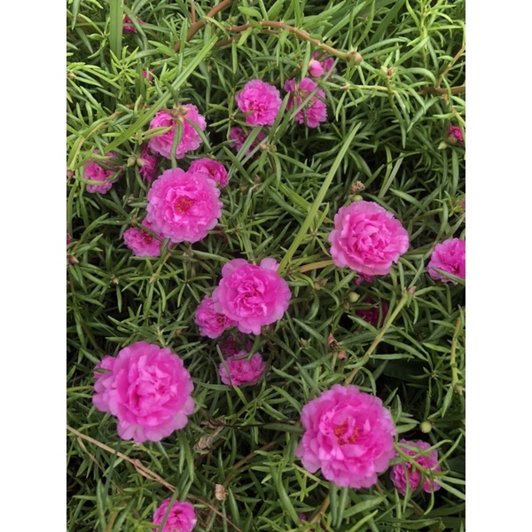 1kg Cành hoa 10 giờ thái kép bông to siêu hoa mix đủ 15 màu