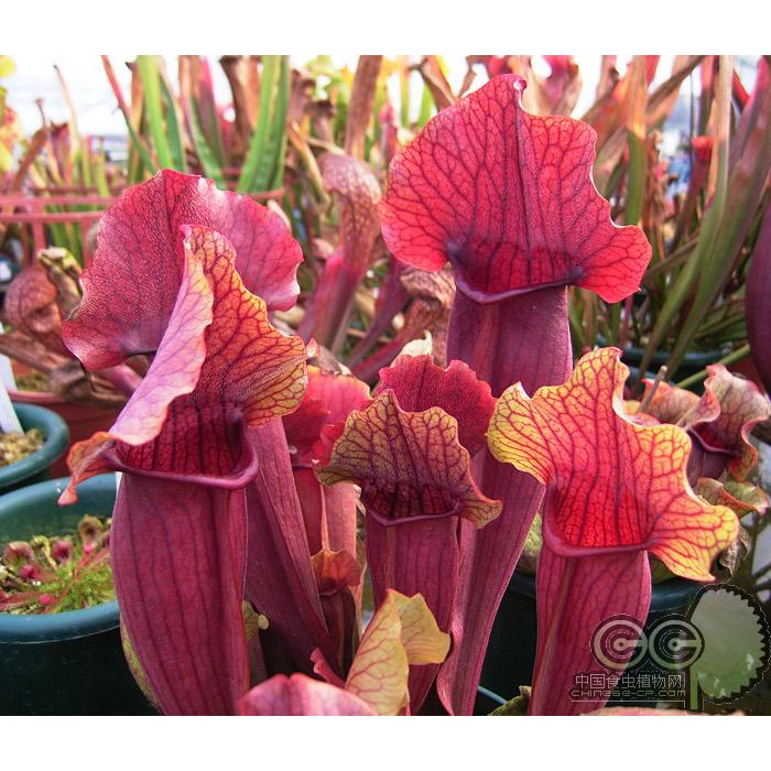 Cây bắt mồi hố bẫy sarracenia Chelsonii chuyên bắt côn trùng