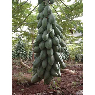 Hạt giống ĐU ĐỦ RUỘT ĐỎ