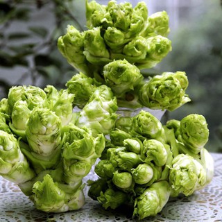 Hạt giống rau cải mầm đá giá rẻ