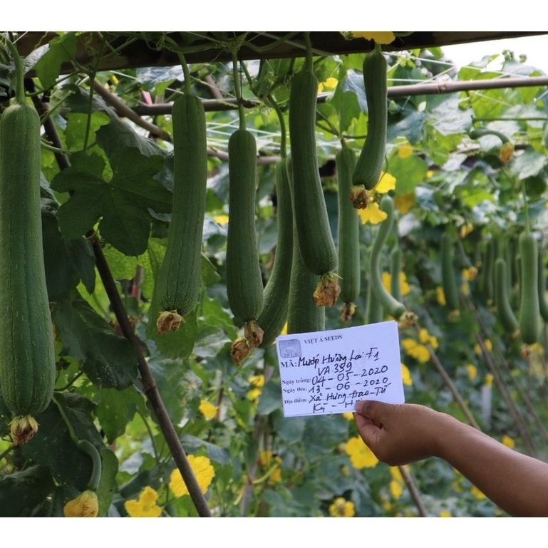 Hạt Giống Mướp Hương Quả Ngắn Thái Lan