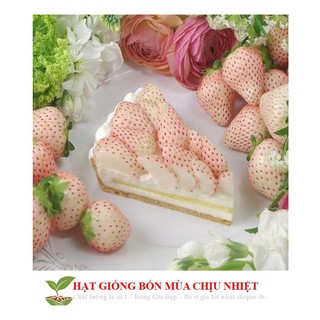 [Seeds]Hạt giống dâu tây trắng 100 hạt