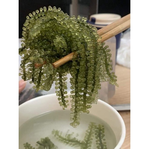 Rong nho tách nước 100gr ngâm nở 300gr rong tươi