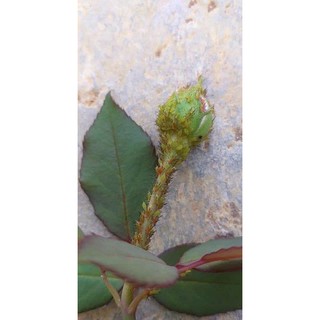 DR GREEN THUỐC TRỊ TRĨ RỆP SINH HỌC