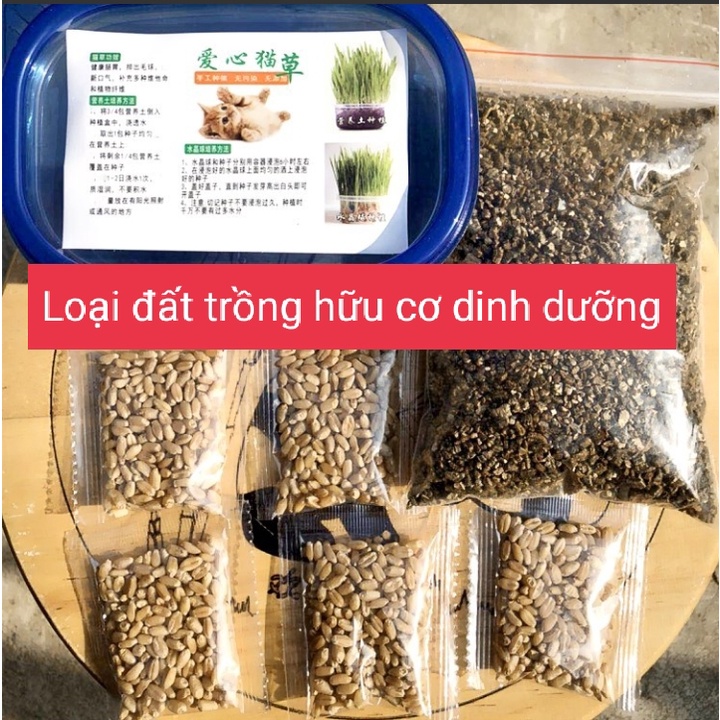 Bộ Kit Tự Trồng Cỏ Mèo Tươi Siêu Dễ Bằng Đất Dinh Dưỡng Pha Lê An Toàn HOT NHẤT hiện nay