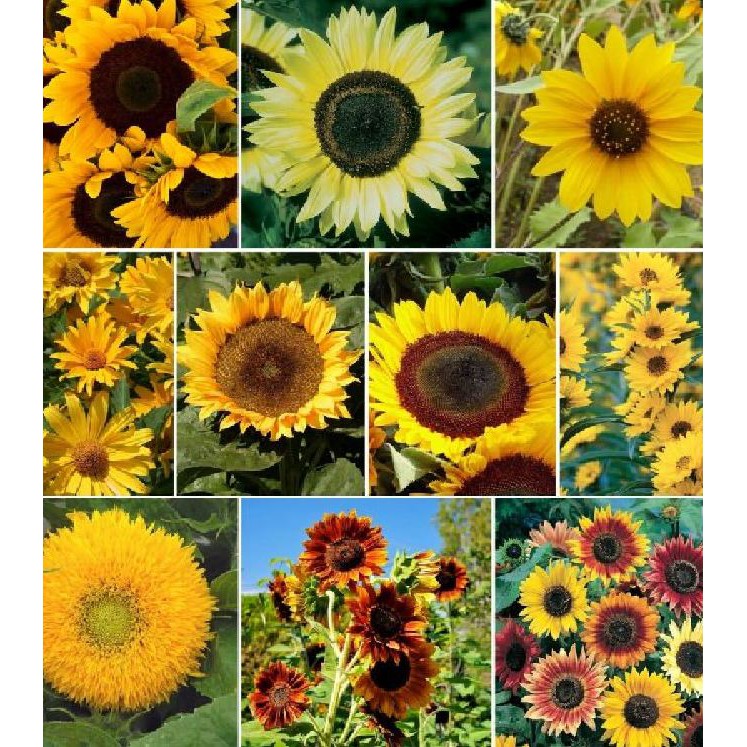 Hạt giống hoa hướng dương mix màu 30 hạt/gói