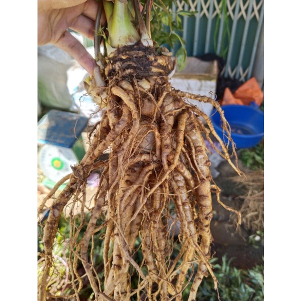 1 kg sâm đương quy size 2 củ