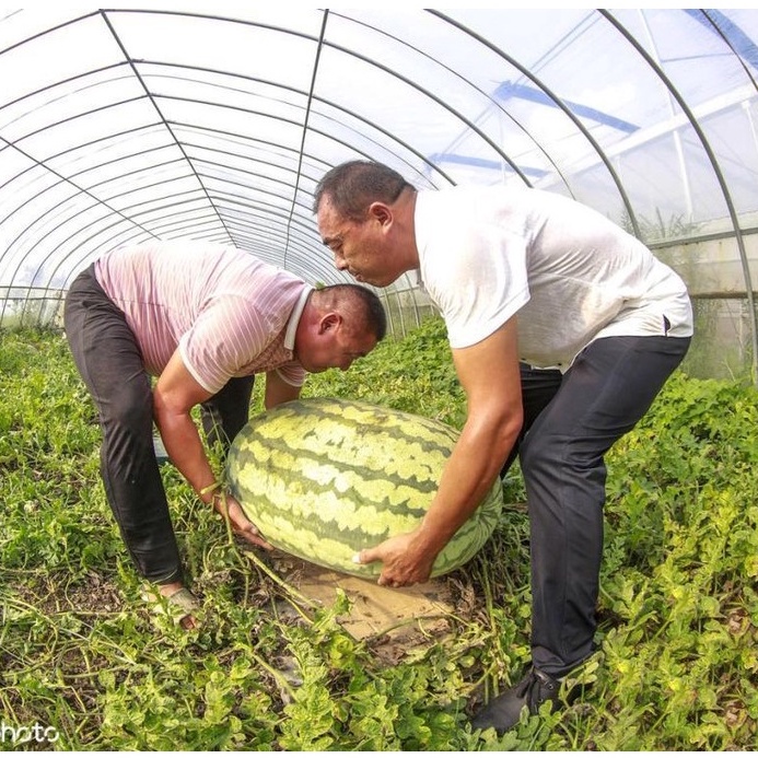 Hạt giống dưa hấu khổng lồ F1 nhập khẩu Mỹ