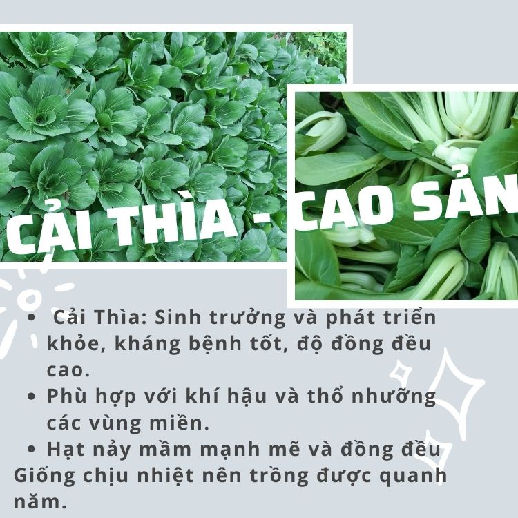 Hạt Giống CẢI THÌA CAO SẢN 20g: Dễ Trồng, Ít Sâu Bệnh - Nhập Khẩu Ý