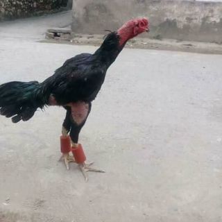 Tạ chân gà 1 đôi