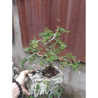 Linh sam bonsai HÒN NON BỘ