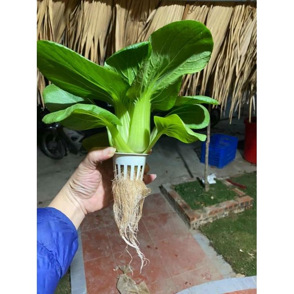 RỌ TRỒNG RAU THỦY CANH