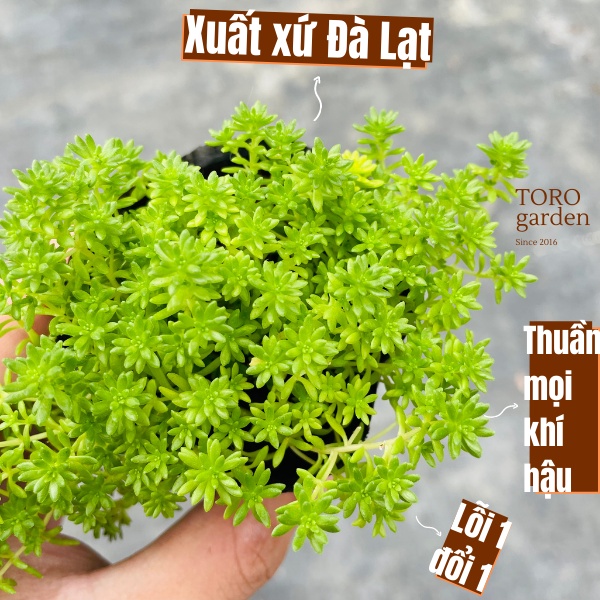 SEN ĐÁ SEDUM XANH ĐÀ LẠT SIZE BÉ, SIÊU KHOẺ ĐẸP, THUẦN MỌI KHÍ HẬU, HƯ 1 ĐỔI 1