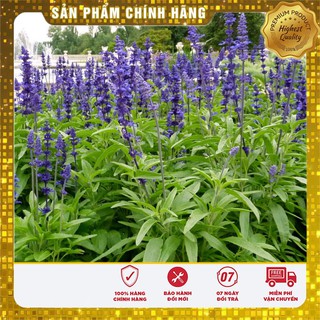 Hạt Giống Hoa Xác Pháo Xanh