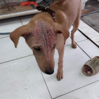 Bộ đôi thần thánh đặc trị các vấn đề về da