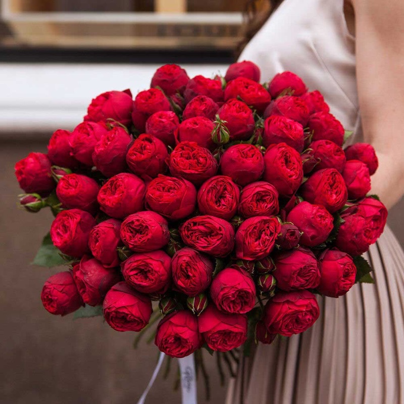 Hoa hồng leo Red Piano Rose
