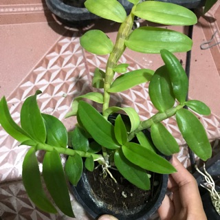 Lan phi điệp tím gieo hạt thuần vườn