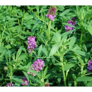 Hạt giống cỏ linh lăng Alfalfa gói 5g