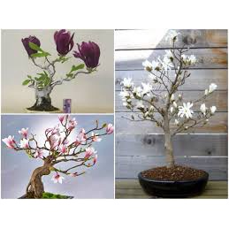 Hạt Giống Hoa Mộc Lan F1(Gói 20 hạt)Dễ Trồng, Hoa Nở Đẹp-Tổng kho hạt giống giá rẻ