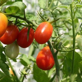 0.1g hạt giống cà chua bi oval