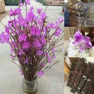 Sỉ hoa đỗ quyên