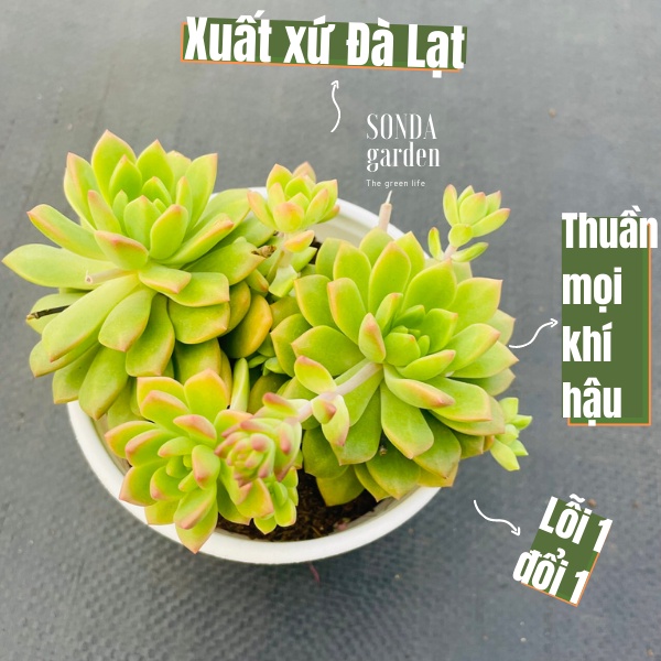 Sen đá mặt trời SONDA GARDEN size trung bình 10-12cm, xuất xứ Đà Lạt, khoẻ đẹp, lỗi 1 đổi 1