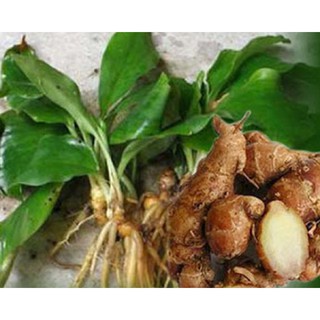 Củ địa liền khô 1kg