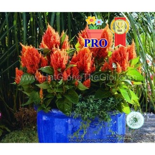 100h hạt giống hoa mào gà lửa fresh look cam f1pro