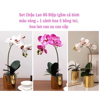 Chậu Lan hồ Điệp Trắng Tím