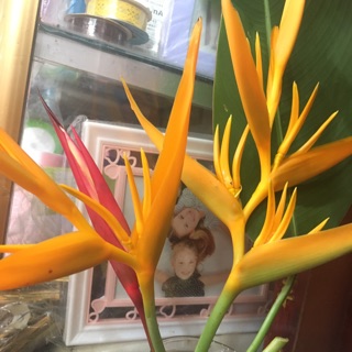 Chậu 2-4 cây Thiên Điểu vàng