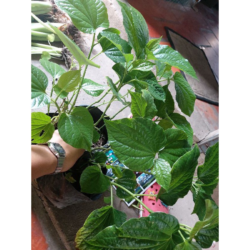 Lá lốt giống, nguyên bụi nhiều gốc
