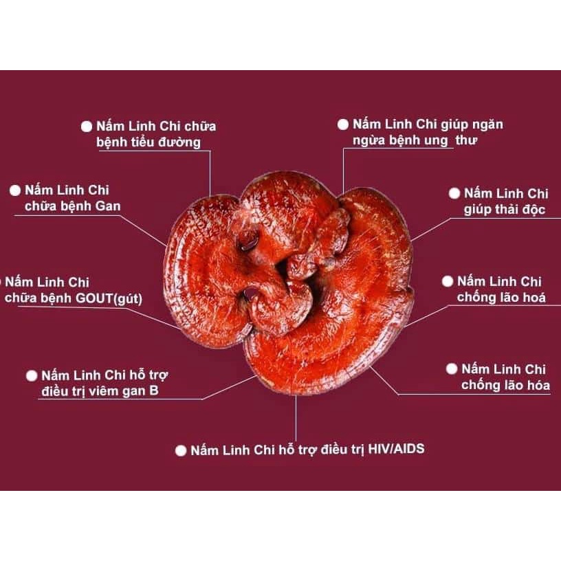 Nấm linh chi đỏ - Hồng chi [100g], Đặc sản Sơn La, Phòng chống ung thư, mỡ máu, huyết áp, tim mạch, giải độc gan