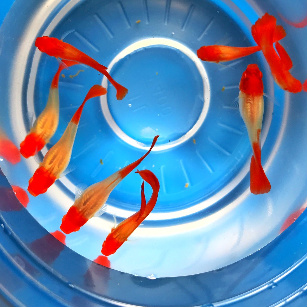 Cá Bảy Màu 1 cặp Red Koi - Thức ăn - Phụ kiện