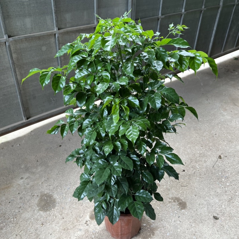 Cây hạnh phúc cao 1m, cây phong thủy mang đến thành công viên mãn, trồng trang trí nội thất